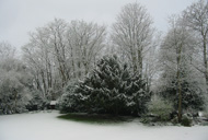 garden in winter