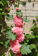 Hollyhocks in the garden at Winslowe House